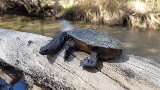 Snake Necked Turtle