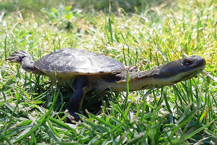 snake necked turtle on the grass