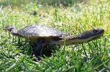 snake necked turtle on the grass