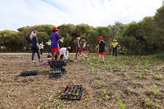 Manning Primary planting at Elderfield Wetlands