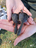 2 juvenile snake necked turtles being held in a pair of hands