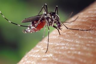 mosquito-environment