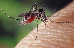mosquito-environment