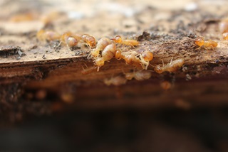Termites