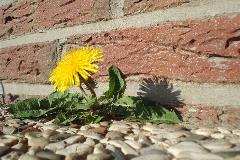 Weeds-2