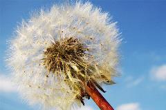Weeds-3
