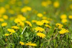 Weeds-4