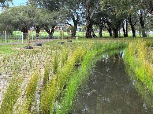Stream with new plants growing around it and trees in the background.