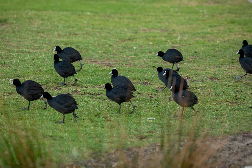 Waterbirds