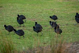 Waterbirds