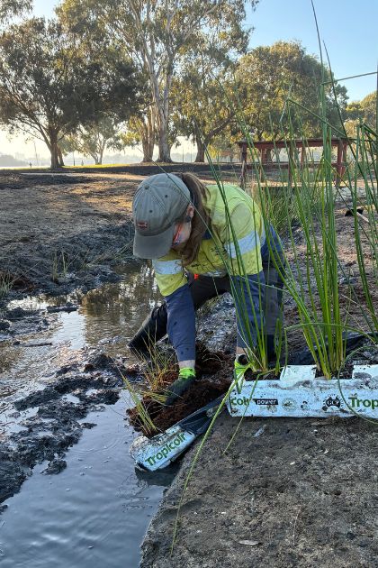 Planting Stage 2 of the Hurlingham Living Stream