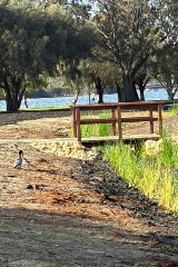 Ducks at the Hurlingham Living Stream