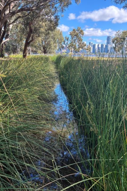 The completed Stage 1 of the Hurlingham Living Stream