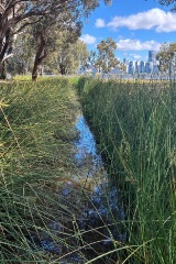 Completed Stage 1 of the Hurlingham Living Stream