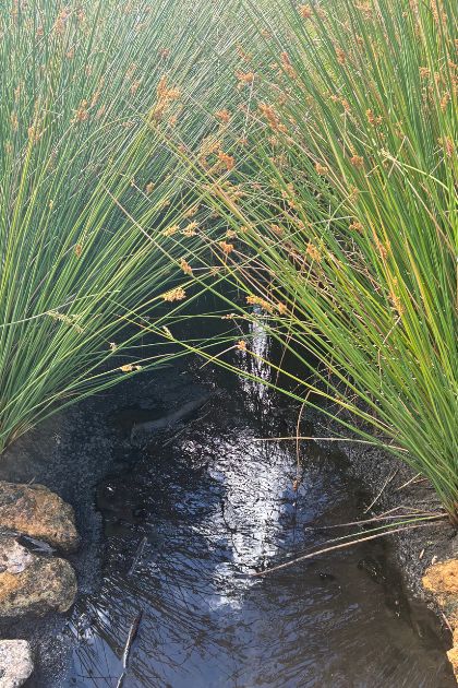 Hurlingham Living Stream