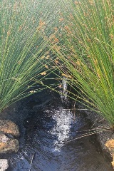Hurlingham Living Stream